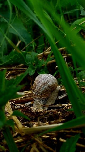 Snail with a brown shell crawling through a green grass.