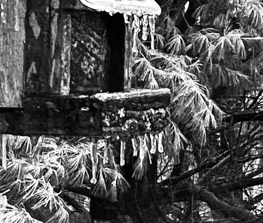 Black and white image of a cedar wood wren house coated by freezing rain, covered with icicles. Background is a white pine tree whose branches are also covered in freezing rain and thousands of icicles.