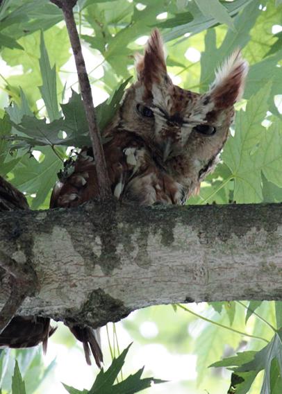 Photo of a red morph Eastern Screech Owl perched on a medium size branch of a maple tree. Smaller branches with green maple leaves fill the background. The owl is reddish-brown in color and is staring straight into the camera with narrowed eyes, its ear tufts are raised and pointing straight up.