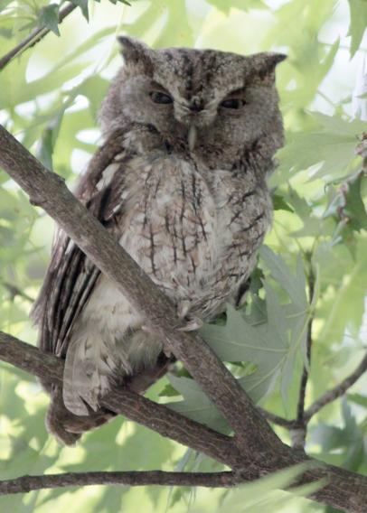 Photo of a gray morph Eastern Screech Owl perched on a small branch of a maple tree. Branches with green maple leaves fill the background. The owl is gray and brown in color with visible lines in the feathers. It is staring straight into the camera with narrowed eyes, its ear tufts are small and pointing up at an angle.
