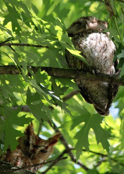 Photo of a two Eastern Screech Owls perched on a small branches of a maple tree. One owl in the lower left is red morph, the other in the upper right is gray morph. Branches with green maple leaves fill the background. The red morph owl is reddish-brown in color and is staring straight into the camera with narrowed eyes, its ear tufts are raised and pointing straight up. The gray morph owl appears to be sleeping; its eyes are closed, its ear tufts are pointing to the side.