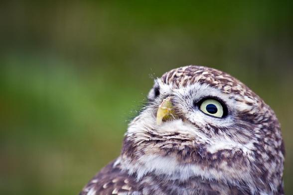 The head of a Little Owl looking upwards and left. It looks a little surprised, or startled. The background is blurry green.