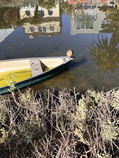 Mrs. Mallard takes a nap on the bow of a rowboat in a canal in Venice.