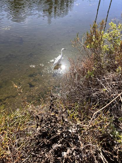 A snowy egret stands near the edge of a canal with a sparkle of sunlight around it reflecting off of the water.