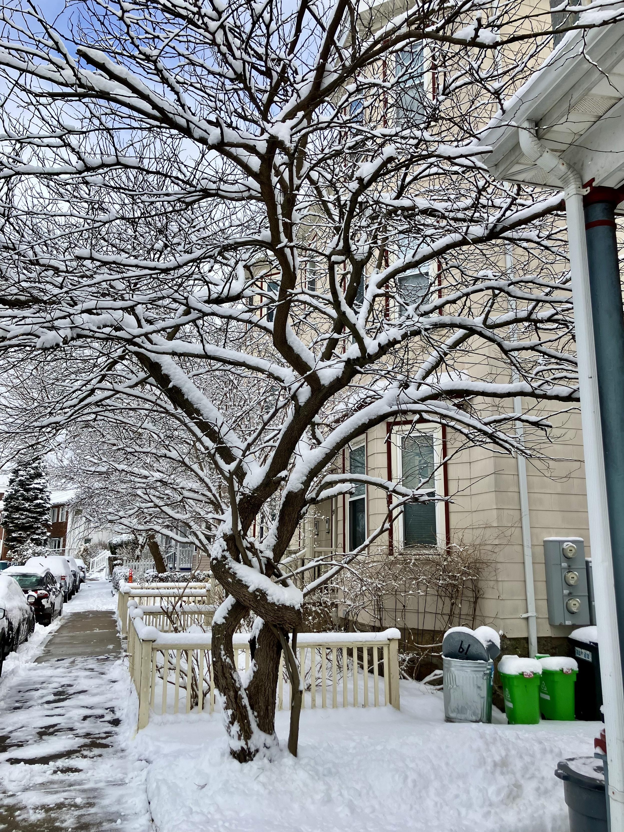 Leafless tree with snow on urban street street.