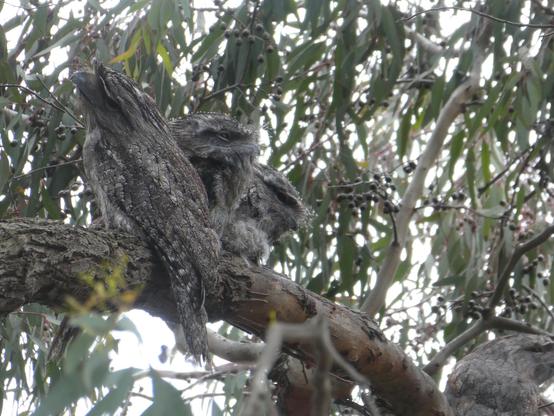 Family of tawny frogmouths