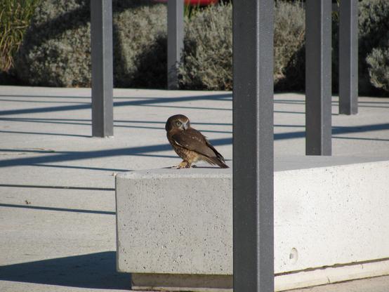 Southern boobook in Albert Park sitting on concrete bench.