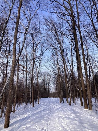 A snow covered path winds through the forest in winter. A well trodden track runs down the middle with ski tracks on either side. Beyond the bare trees, the sky is blue.