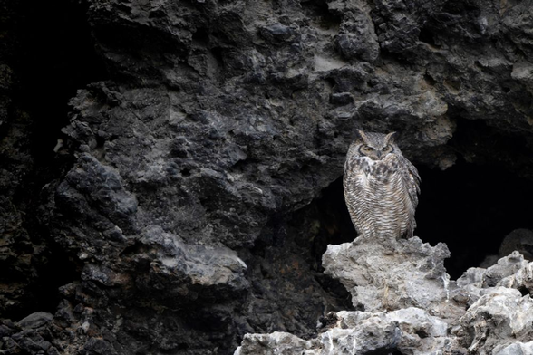 Great horned owl at the entrance of his rock lair high in the Canadian Rockies.