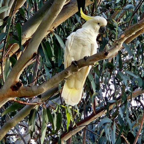 Colour photo showing an adult cockatoo bird perched within the branches and leaves of a Eucalyptus tree.