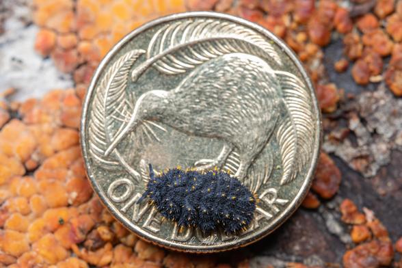 A photograph of a giant springtail viewed from above, crawling on a NZ one dollar coin. The springtail is blue with yellow spines, and in length is only about half the width of the coin.