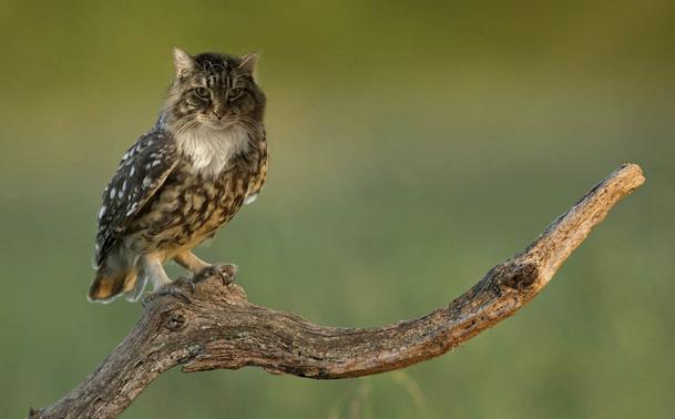 Fred the wonder cat photoshopped as an owl cat (an owl perched on a branch with Fred’s face)
