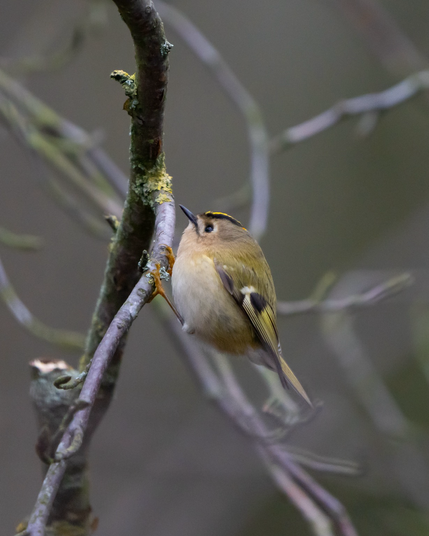 Small yellow striped bird clinging to a branch
