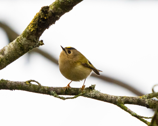 Small yellow striped bird perched
