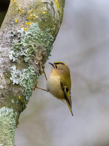 Small yellow striped birds hunting in the lichen