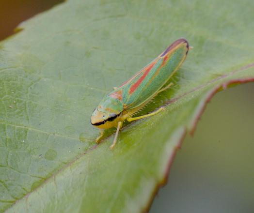 Rhododendron leafhopper on a rose leaf.