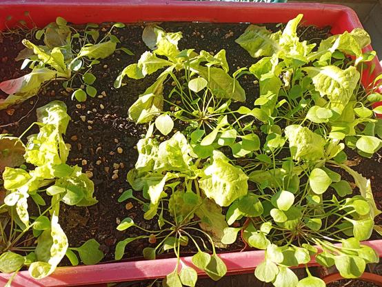 Ein rotes Pflanzgefäß mit jungem Winterkopfsalat und Winterportulak steht in der Sonne. Die Pflanzen haben zarte, grüne Blätter, einige davon leicht gekräuselt. Manche Blätter zeigen kleine Schäden oder Verfärbungen. Der dunkle, feuchte Boden ist mit kleinen Steinchen durchsetzt. Sonnenlicht erzeugt helle Reflexionen auf den Blättern.