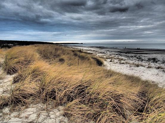 In a flat dune landscape, the marram grass separates the coastal forest from the sea like a fur coat.