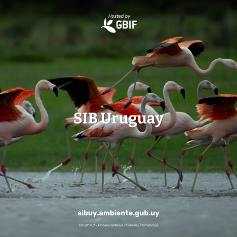Flamingos with SIBU text overlaid