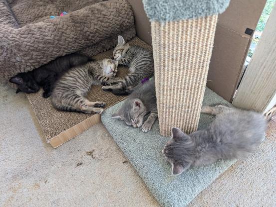 one black, two tan, and two gray baby tabby kittens sprawled out across a mint carpet scratching post and a cardboard scratching board, by a pet bed behind a cardbord wall on a concrete porch