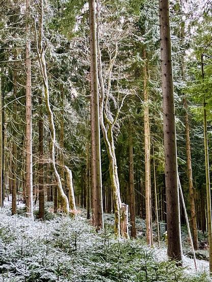 Ein leicht mit Schnee bepuderter Nadelwald  im Erzgebirge, Deutschland. 

A lightly snow-covered coniferous forest in the Erzgebirge, Germany.