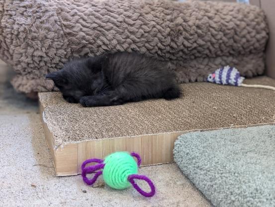 solid black baby tabby kitten asleep on cardboard scratching board, nose tucked into its toes, neon green yarn ball and mouse toy nearby