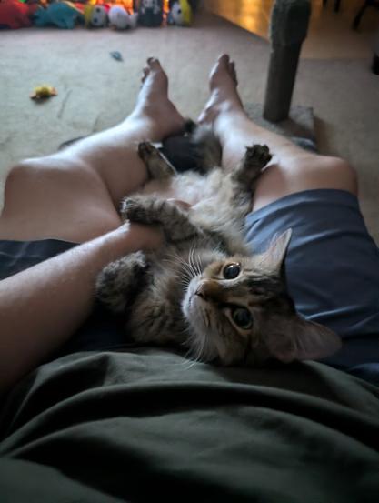 floofy tabby cat laying between man's legs in dim room, paws wrapped around the wrist of the hand rubbing her soft belly, fuzzy feet poking out, big shiny eyes looking lovingly upward