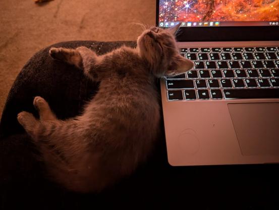 gray baby tabby kitten asleep on its side, almost smiling, paws limply crossed, on the edge of a dark couch in a dimly lit carpeted room, the back of its head resting on a framework laptop showing space nebula on the screen