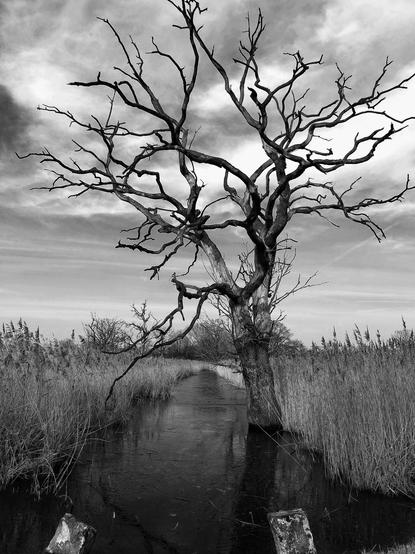 The image depicts a black and white scene of a bare, leafless tree standing in a marshy or wetland area. The tree's branches are intricate and twist against the sky, creating a stark contrast. Surrounding the tree, there are tall grasses or reeds, and the ground appears to be wet or covered with water. The overall atmosphere is moody and atmospheric.