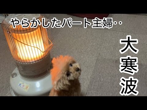 大寒波到来　ワチャワチャ・・・シニア犬と共働きの暮らし　トイプードル／中年夫婦