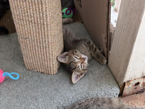baby brown tabby kitten with big ears laying on its side against a mint carpet scratching post, blue eyes nearly closed, paws touching a cardboard wall