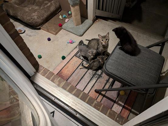 looking out the front door, tabby mama cat surrounded by kittens on welcome mat and folding chair, cat toys, pet bed, carpet scratcher, cat food on concrete porch at night, illuminated by bright white lamplight