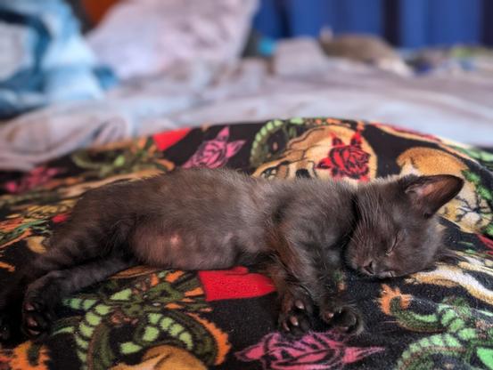 baby black tabby kitten side sleeping on blankets, paws and feet loosely forward showing solid black toe beans, pink skin peeking through its fuzzy ears and belly
