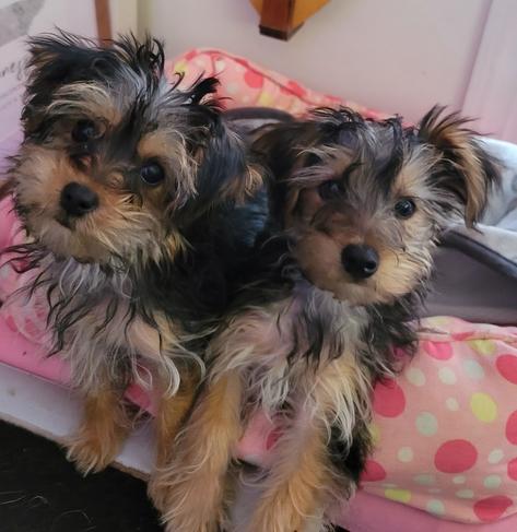 Color Photo
Two Yorkie Mix puppies sitting in a pink doggie bed staring at the camera.
