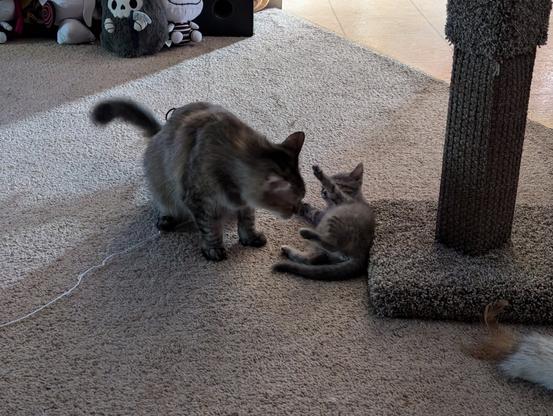 floofy elder tabby cat standing on tan carpet, dark fuzzy tail waving, sniffing down toward a gray tabby baby kitten, arms reaching up, back against a carpeted scratching post
