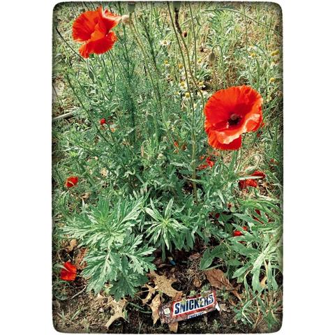 Eine Snickers- Verpackung liegt in einem Blumenbeet. Anderthalb Meter weiter, wäre eine Mülltonne gewesen.