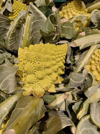 A picture of green romanseco broccoli I found at the supermarket.