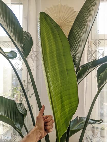 Liście strelicji, moja ręka z kciukiem w górze, liść jest kilkukrotnie większy