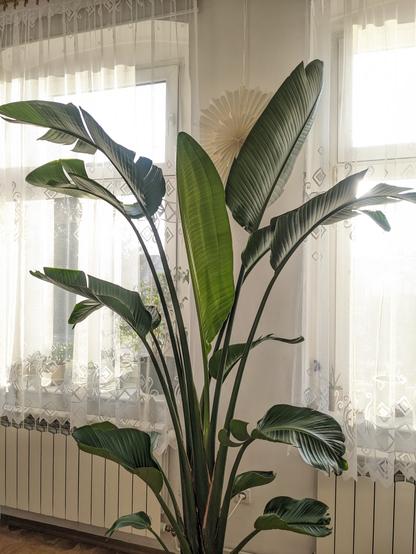 Ponad 2.5 metrowa strelicja, w tle firany i okna