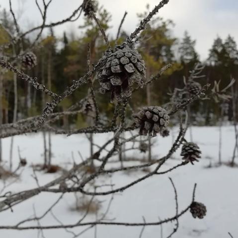 Vanhoja harmaita käpyjä suolla kasvavassa pienessä männyssä. Taustalla näkyy lumista suota, kauempana metsää. Pilvisellä taivaalla on aavistus sinistä.