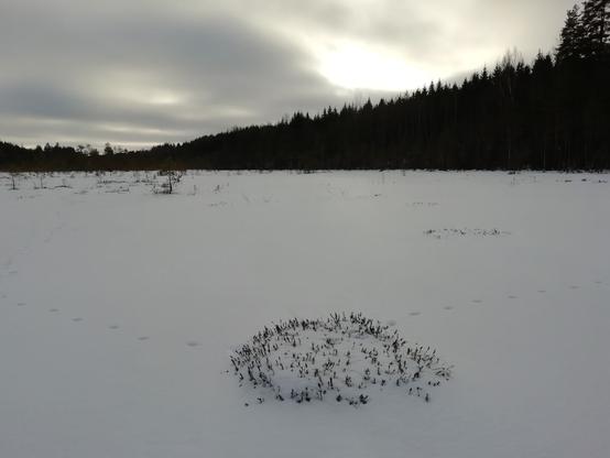 Vastavaloon otettu kuva lumen peittämästä suosta. Etualalla hangen päälle työntyy varpuja ympyrän muotoisena mättäänä. Pilvien läpi hohtaa aurinko. Suon reunalla oleva metsä näyttää tummalta. Hangessa näkyy eläimen jälkiä.