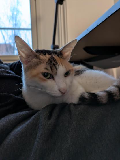 My cat "Coco" is my copilot. She is actually my "Coco-pilot".