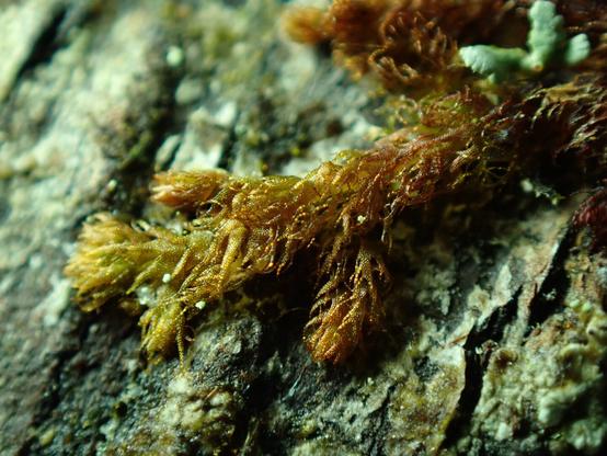 A tufty, golden-brown plant composed of a wreath of curled-in leaves, grows across the bark of a much larger tree. The photo is close enough that the leaves appear to be made of tiny cellular bubbles.