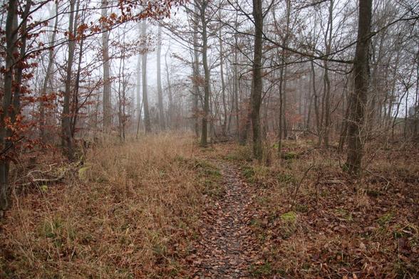 A photo of a winter day in the forest, the trees are leafless, the ground is covered with dry brown leaves, a light mist bathes the forest.