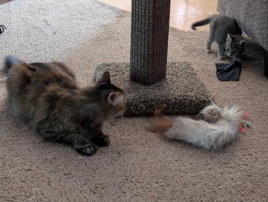 floofy elder tabby cat loafing, head turned toward a gray baby tabby kitten dragging a small black microfiber cloth in its paw across a carpeted floor, its tail curled at the end, scatching post and white tail cat toy between them