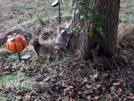 the base of a tree, a black and a gray baby tabby kitten scratching at its bark, a brown tabby kitten facing away sniffing at a pumpkin, grass and dry leaves