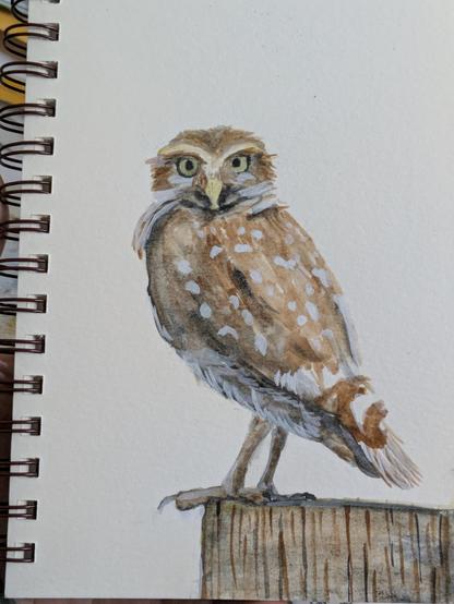 A watercolor sketch of a burrowing owl. It's sitting on a post with its head turned to look at the view. The background is blank.