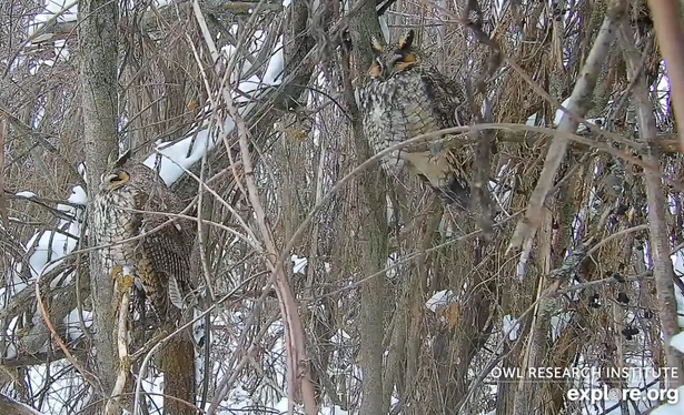 Two long eared owls screenshot from the Owl Research Institute camera on explore.org. And they are soooo cute, like fluffed out, trying to stay warm bird stuffies on branches. It is all sucked in little heads, tufted ears and very rounded bodies.