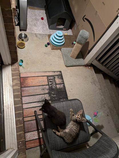 the beady blue eyes of a tiny tabby kitten sitting on a gray folding chair beside a black baby tabby kitten, at the top of concrete porch steps, enclosed by a cardboard wall, scratching post, pet house, water, food, and toys scattered about