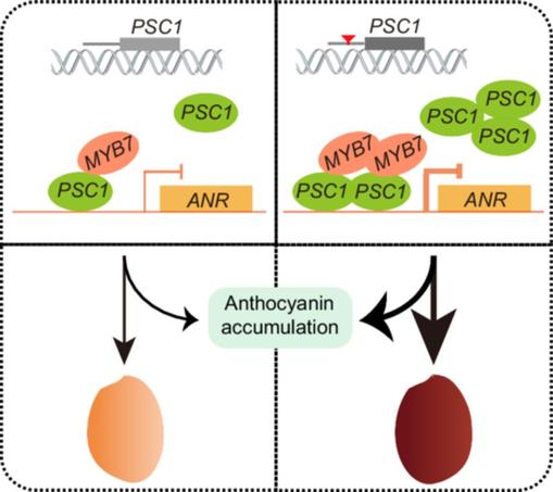 In this diagram, the basic/helix-loop-helix transcription factor PURPLE RED SEED COAT1 is shown to regulate the accumulation of anthocyanins in the seed coat in peanut and interact with the MYB transcription factor AhMYB7 to form a complex binding to the promoter of the anthocyanidin reductase gene ANR to suppress its expression, resulting in increased anthocyanin accumulation.